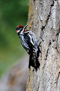 types of woodpeckers - Red naped Sapsucker