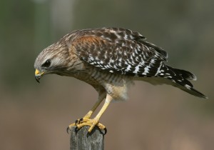 types of hawks - Red-shouldered Hawk