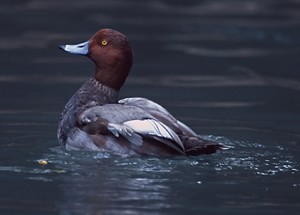 Types of Ducks - Redhead