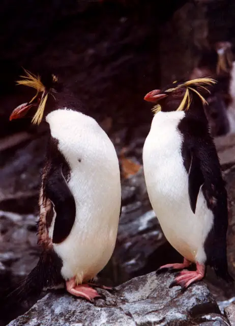 Two Rockhopper penguins - Rockhopper penguins facts