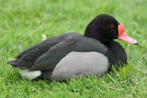 Types of Ducks - Rosy billed Pochard