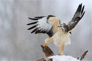 types of hawks - Rough-legged Buzzard