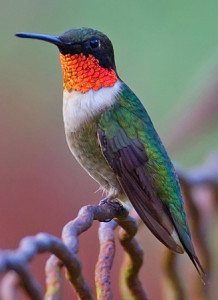 ruby throated hummingbird predators