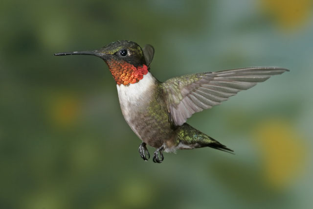 Ruby Throated Hummingbird Facts What Do Ruby Throated Hummingbirds Eat 