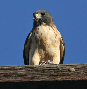 Short-tailed Hawk - Different types of hawk facts