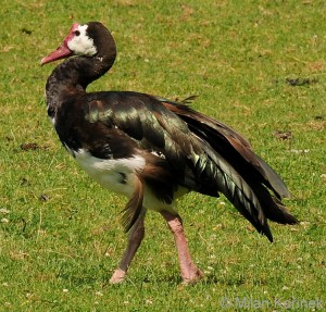 Types of Ducks - Spur winged goose