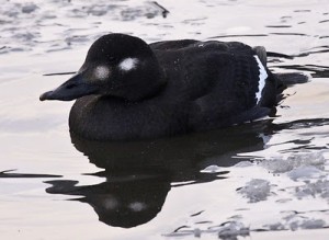 Types of Ducks - velvet scoter