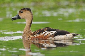 Types of Ducks - wandering whistling duck