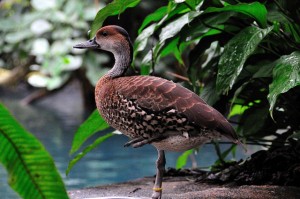 Types of Ducks - west indian whistling duck