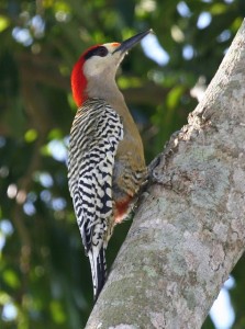 types of woodpeckers - West Indian Woodpecker