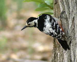 types of woodpeckers - White backed Woodpecker