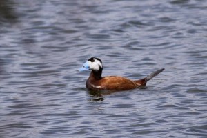 Types of Ducks - white headed duck