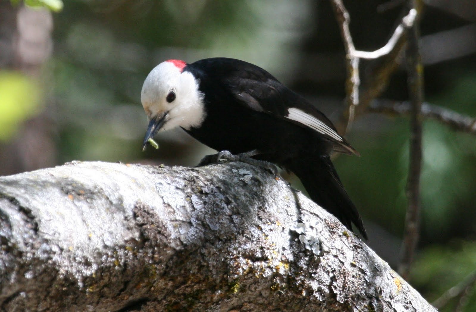 White-headed-Woodpecker.jpg