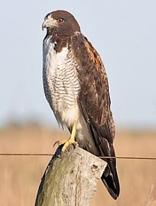 White-tailed Hawk - types of hawks