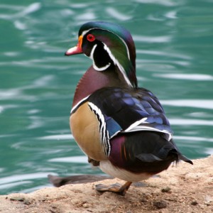 Types of Ducks - wood duck