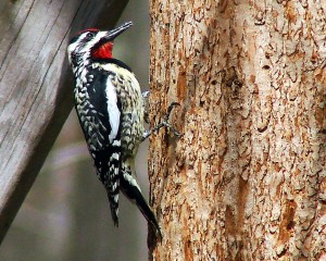 types of woodpeckers - Yellow bellied Sapsucker