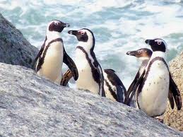 African Penguin Facts - African Penguin