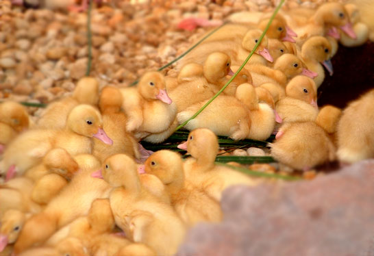 what do baby ducks eat - alot of baby ducks