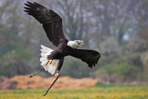 bald eagle - Types of eagles