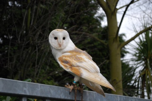 what do barn owls eat