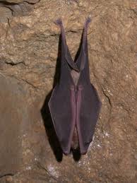 bats - facts about bats
