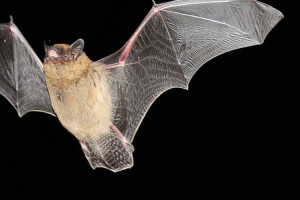 What do bats eat - how do bats fly