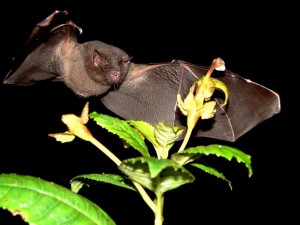 What do bats eat - how do bats fly