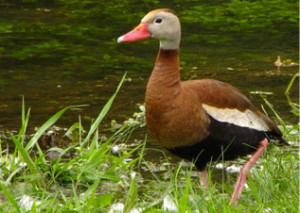 Types of Ducks - black bellied whistling duck