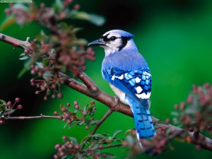 blue jay facts - Blue Jay Bird