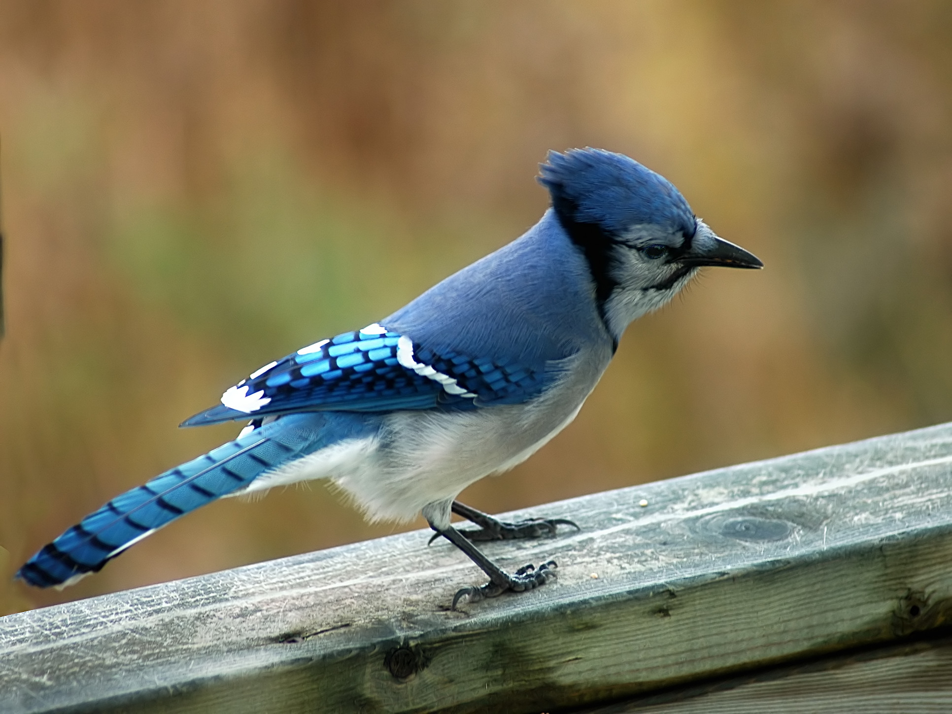 Blue Jay Facts - What Do Blue Jays Eat - Where Do Blue Jays Live