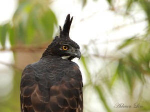 blyths hawk eagle