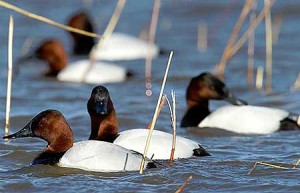 Types of Ducks - Canvasback