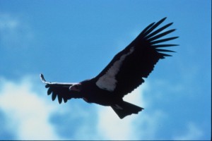 condor birds in flight - birds flight