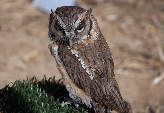 eastern-screech-owl-facts-eastern-screech-owl-habitat-behavior