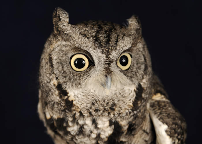 eastern screech owl facts - eastern screech owl