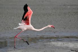 flamingo birds flight all about birds for kids flamingo birds flight all about birds for kids