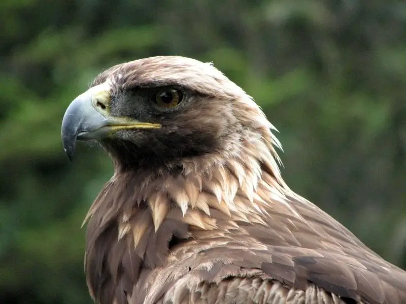Types Of Eagles What Do Eagles Eat Where Do Eagles Live,Red Cabbage Whole