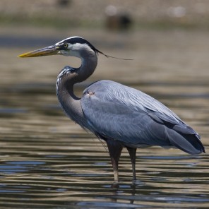 great blue heron