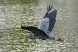 Great Blue Heron Facts - Great Blue Heron Habitat