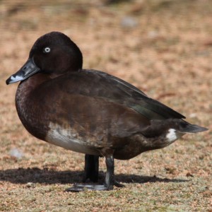 Types of Ducks - Hardhead