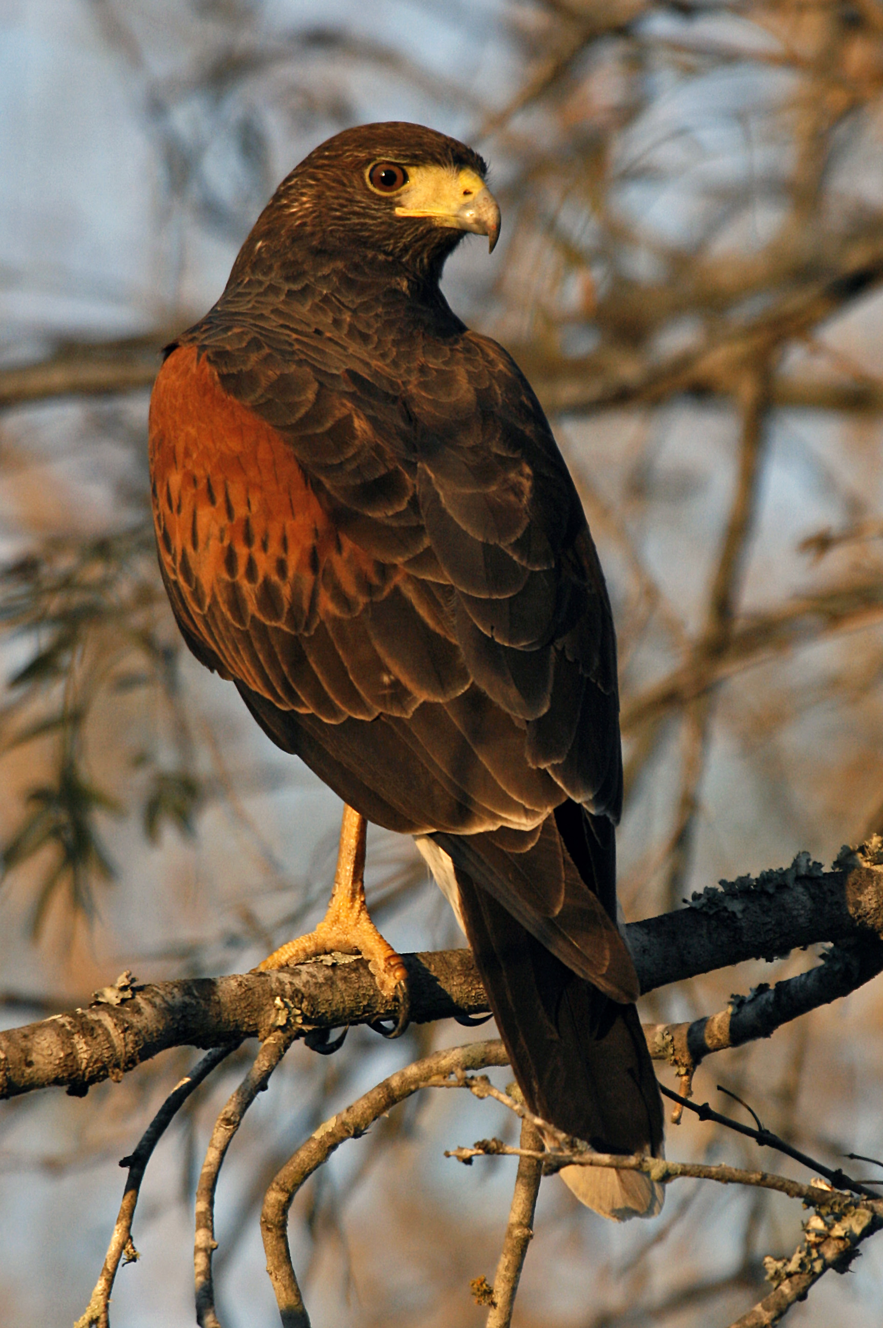 types-of-hawks-different-types-of-hawk-facts