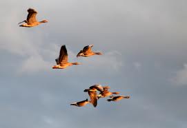 migrating ducks - do ducks fly
