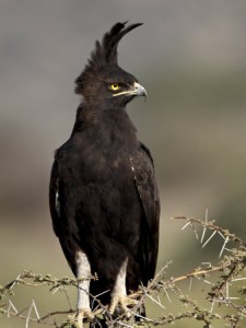 long crested eagle