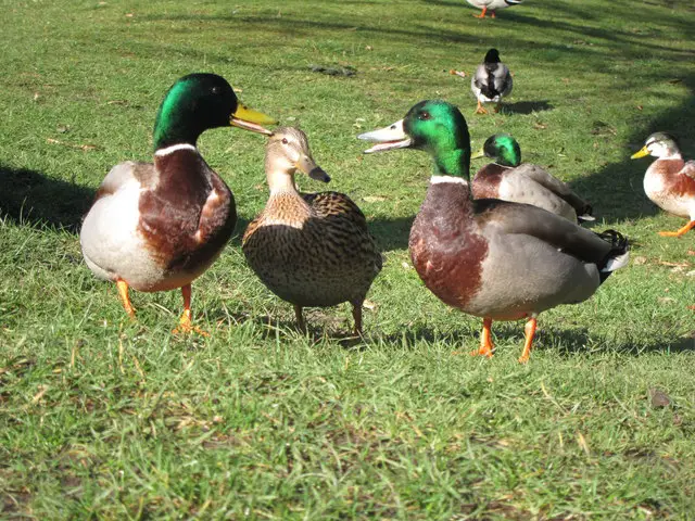 Mallard Duck Facts - three Mallard ducks