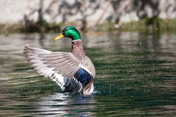 Mallard Duck Facts For Kids -Mallard 