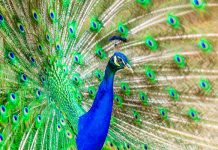 Peacock Facts for Kids - Peacock Habitat & Behavior