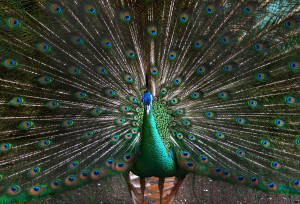 peacock facts for kids - peacock facts