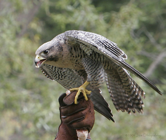 peregrine falcon peregrine falcon