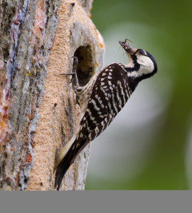 types of woodpeckers - Red cockaded Woodpecker