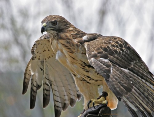 red-tailed hawk facts